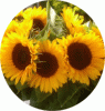 web. sonnenblumen vom kirchplatz, runder ausschnitt.gif