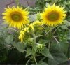 web. sonnenblumen vom kirchplatz.jpg