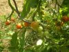 web. tomaten.jpg
