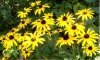 web. rudbekia, groÃŸ.jpg