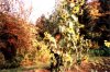 web. hohe  sonnenblume 2.jpg