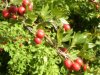 web. garten im september 005.jpg