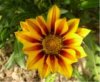 web. mittagsblume, mittelgroÃŸ.jpg