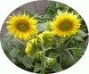 web. sonnenblumen vom kirchplatz, oval.gif