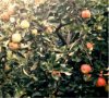 ausschnitt apfelbaum.jpg