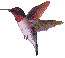 vogel-2.gif