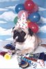 happy-birthday-partydog.jpg
