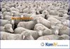 schafewosteckste.jpg