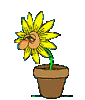niesende pflanze-3.gif