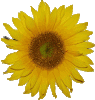 blumen-sonnenblume gut.gif