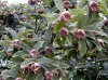 mespilus-germanica-1.jpg