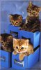 officecat.jpg