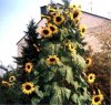 web. sonnenblumen, haushoch, groÃŸ.jpg