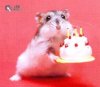 birthday hamster.jpg