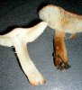 pilze1c.jpg