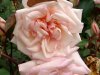 rose.jpg