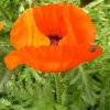 FrÃ¼hling 0346.JPG