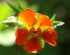 blume0524.jpg