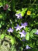 sommerwiese4.JPG