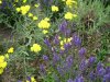 sommerwiese5.JPG