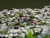 killesbgseerose3.JPG