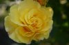 roseyellow.JPG