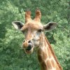 Zoo7.jpg
