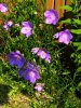 DSCN9126.jGlockenblumen ganz kl pg.jpg