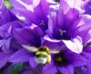 HummelPICT0844.jpg