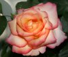 rosePICT0874.jpg