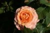 PICT0879.JPG