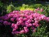 phlox2.jpg