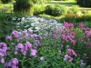 phlox.jpg