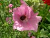 Resize of DSCN3428.JPG