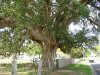 corkbaum.JPG