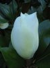 magnolie-knospe.jpg