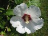 hibiskus3.jpg