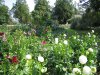 dahlien6.JPG