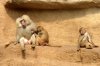 Treffen KÃ¶lner Zoo 037 600X399.jpg