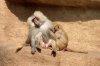 Treffen KÃ¶lner Zoo 039 600X399.jpg
