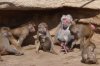 Treffen KÃ¶lner Zoo 044 600X397.jpg