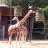 Treffen KÃ¶lner Zoo 099.JPG