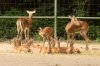 Treffen KÃ¶lner Zoo 091.JPG