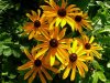 Rudbeckia.JPG