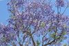 jacaranda.JPG