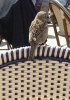 VÃ¶gel 005.jpg
