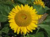 sonnenblume2.jpg