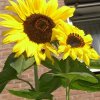 Sommer 078.jpg