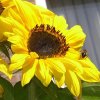 Sommer 079.jpg