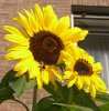 Sommer 081.jpg